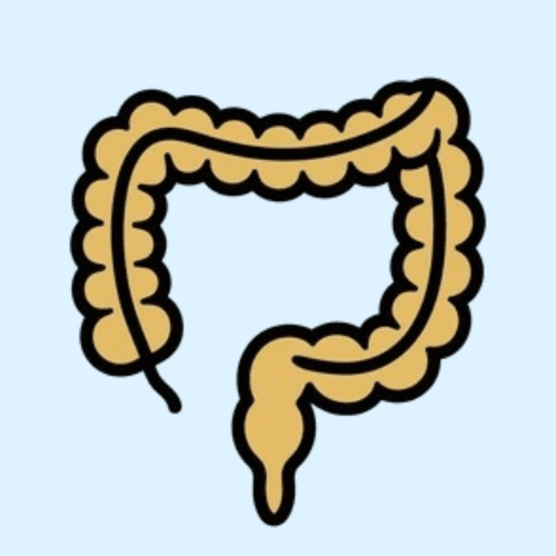 Illustrated colon with scalloped edges